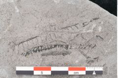 Foto (Detailansicht) von Neuropteris sp.  (NHMW-GEO-2024-0188-10705)